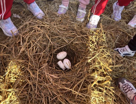 fdf9531277ea3075a417983900dbca29